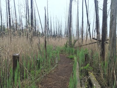 Singletrack through reeds and salt water marsh