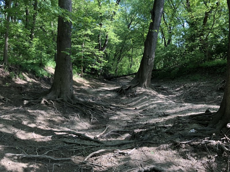 Scioto River banks on the REI trail