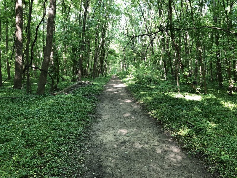 Looking down the trail