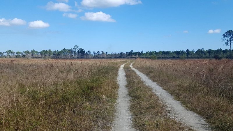 Quail Trail is an old road through the wetlands.