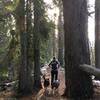 Running through the trees along the Chikamin ridgeline