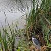 Good birdwatching on the lake (heron)