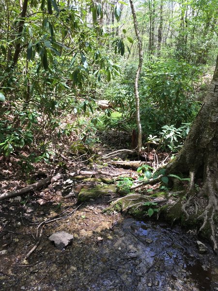 Seasonal stream feeding the Roaring Fork