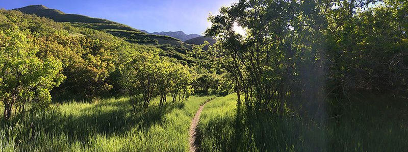 Glade in some mountain oaks and maples