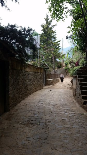 A person carrying a big bundle of sticks on her back. The trail is paved in some sections.