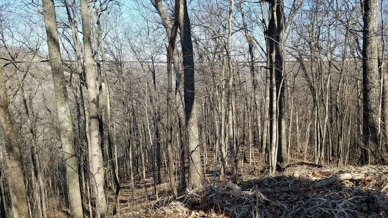 A view through the trees of the I-71 Jeremiah Morrow bridge