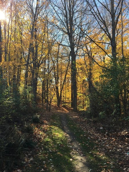 Orange Trail in the Fall