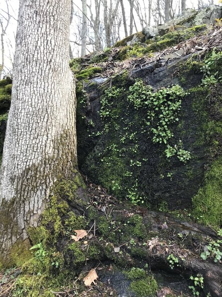 Lots of moss, lichens, and ferns growing on trees and boulders along the trail.