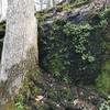 Lots of moss, lichens, and ferns growing on trees and boulders along the trail.