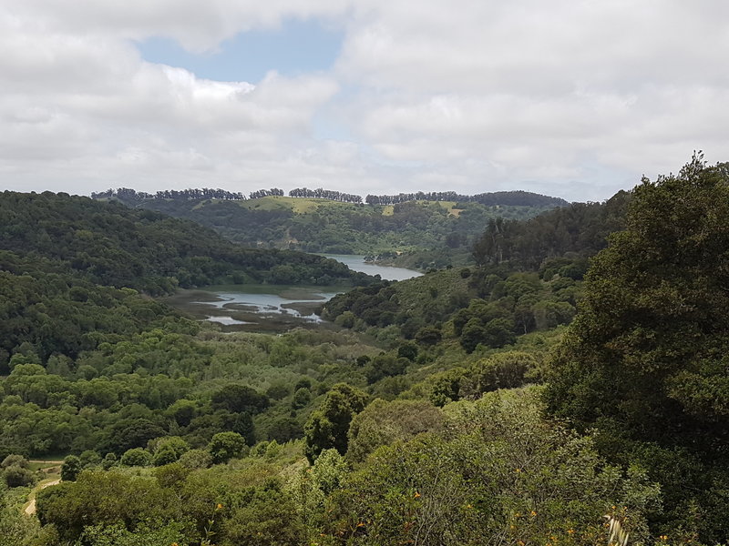 View of Honker Bay from the Live Oak Trail