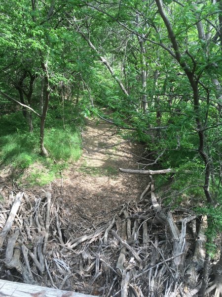 A dry creek with drift wood piled up against a bridge.