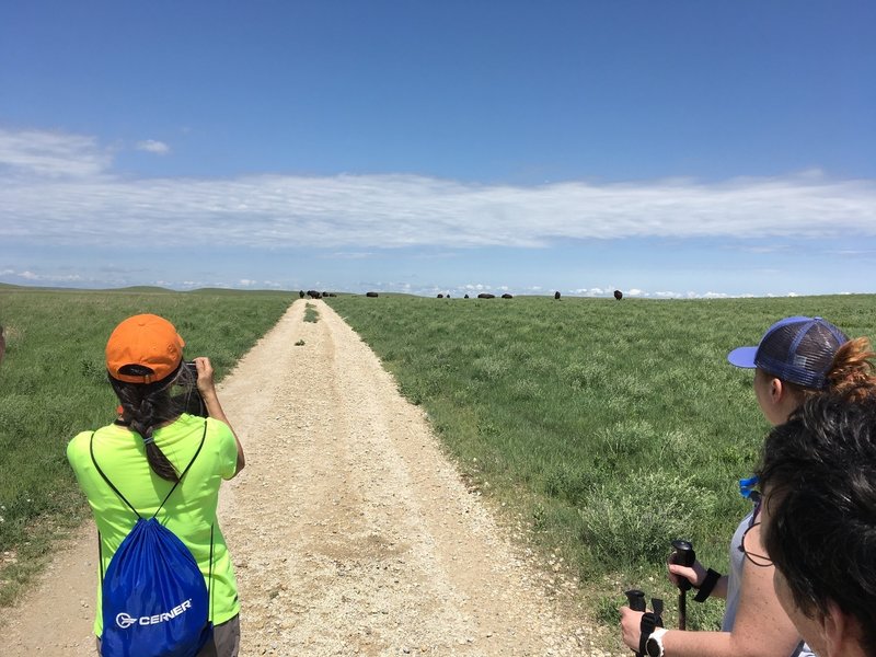 Bison on the trail.