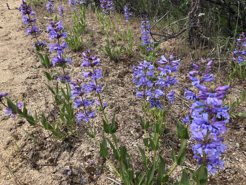 Wildflowers