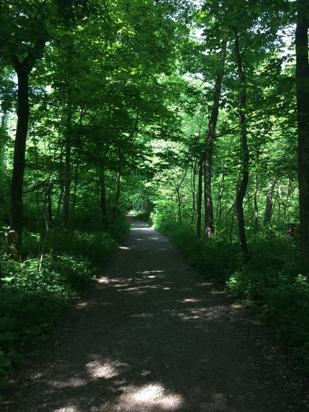 Wide dirt doubletrack on the Gorge Trail