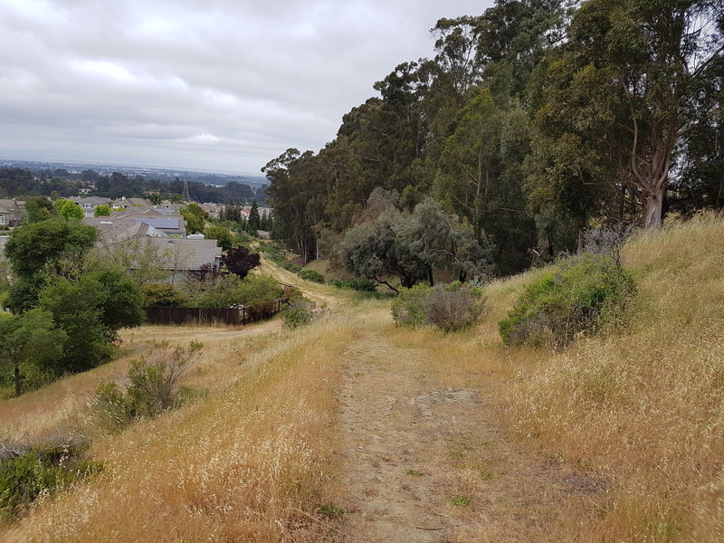 Connector trail between Don Castro and Five Canyons