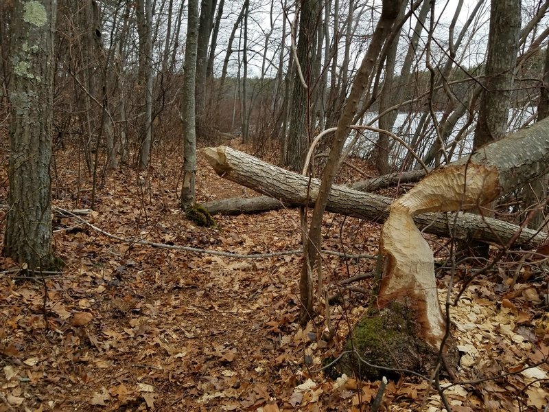 Beaver sign