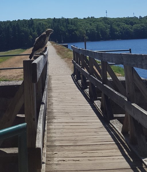 Probably a Redtail Hawk