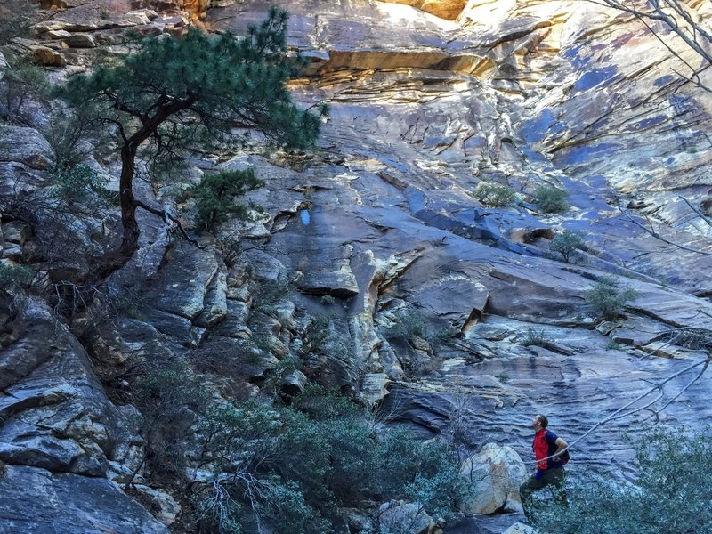 Bonsai pine on the trail