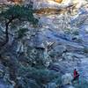 Bonsai pine on the trail