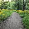 River Link trail with wildflowers