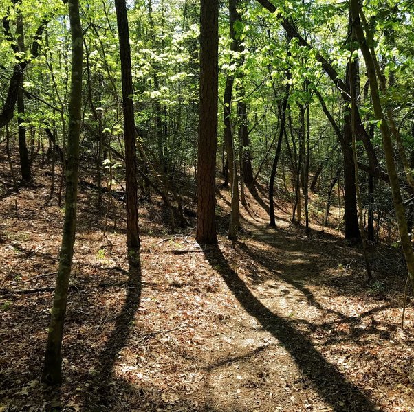 Long shadows cutting the trail in early Spring