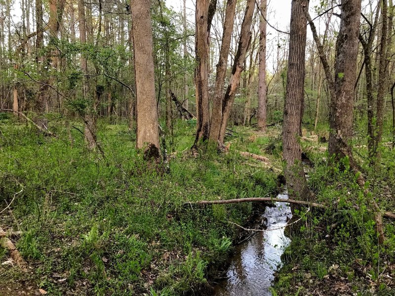 A petite creek on the trail