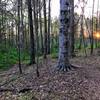 Orange sunset poking through the sparse spring forest