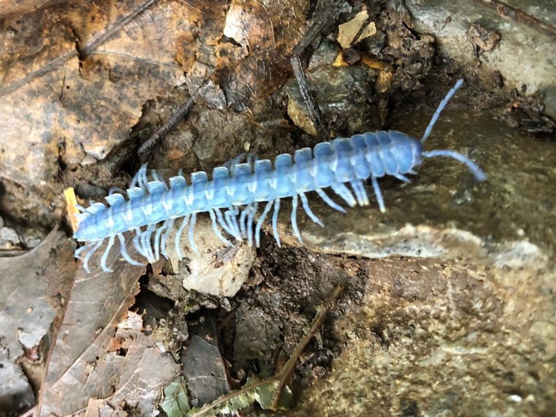 Blue Cloud Forest Millipede