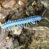 Blue Cloud Forest Millipede