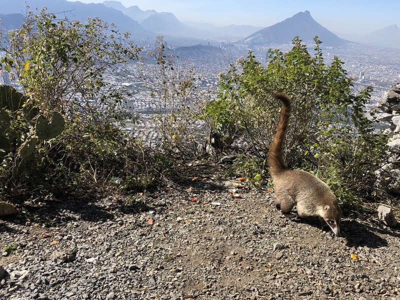 Coati at Las Antenas!