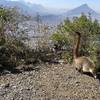 Coati at Las Antenas!