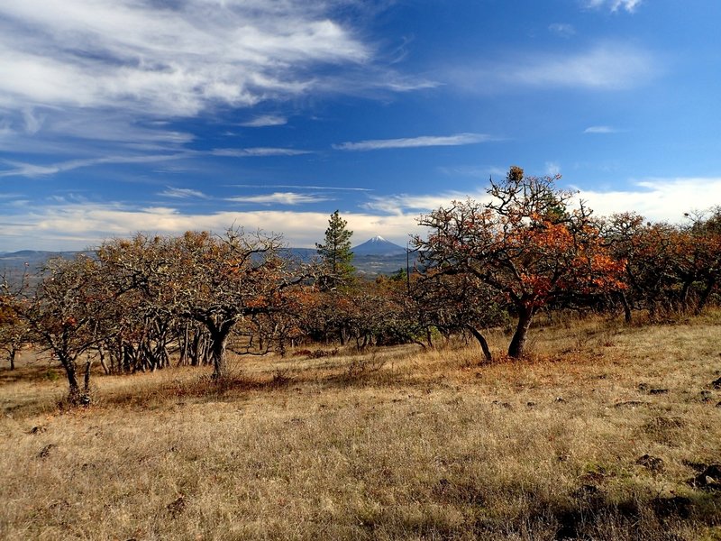 Mount McLoughlin from the Lithic Trail