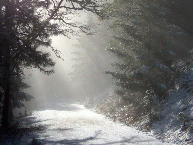 Along the Loop Road on a foggy morning