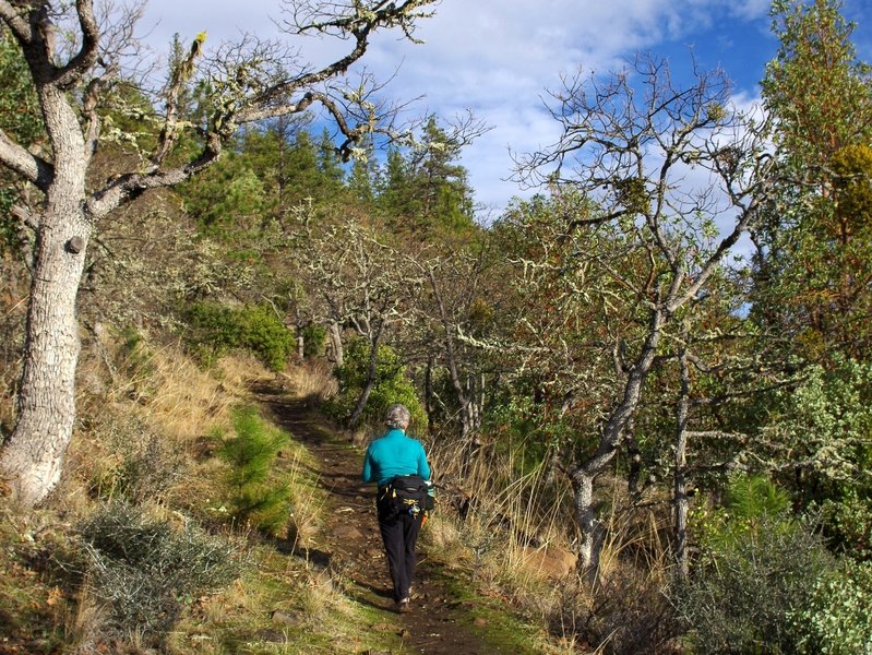 Ascending the Manzanita Trail