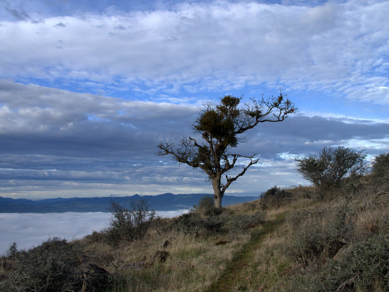 View west from the Manzanita Trail