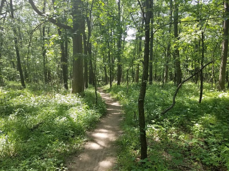 Following a nice ribbon of singletrack on the Purple Trail.