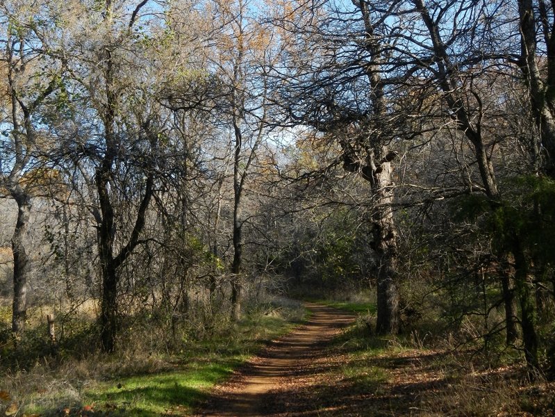 Forest along the North Shore Trail