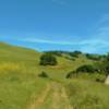 Springtime on Townsprings Trail brings bright yellow mustard and green grass to the oak studded hills that the trail runs through.