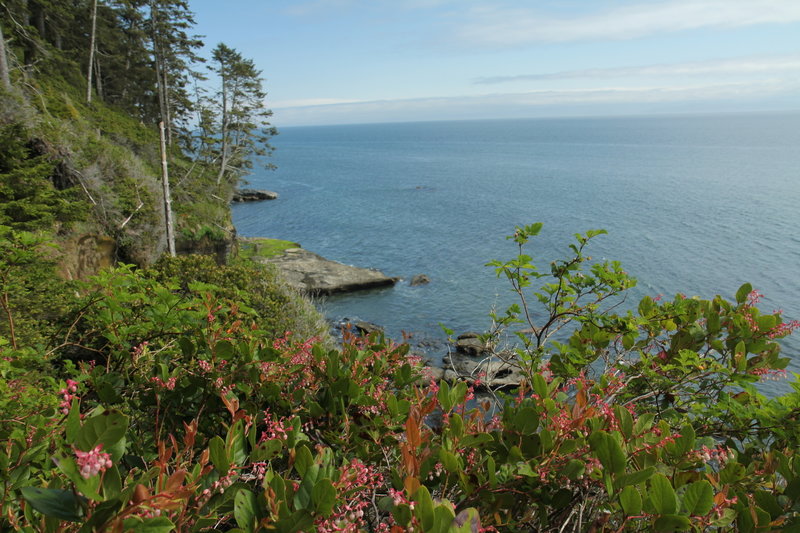 Flowering salal along JDF Trail