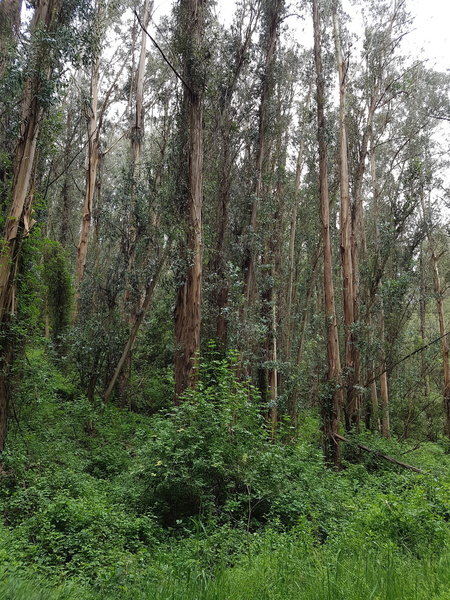 Escondido trail goes through a eucalyptus forest. Beware of poison oak!