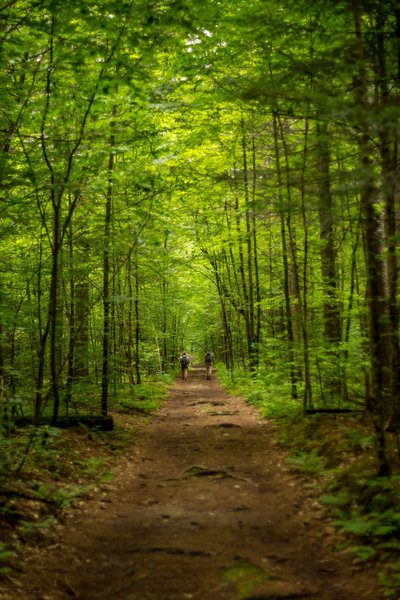 Beginning level section of the Bucklin Trail.