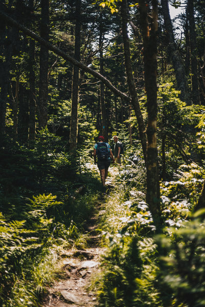 Stretch of the Bucklin Trail near the base of Killington.