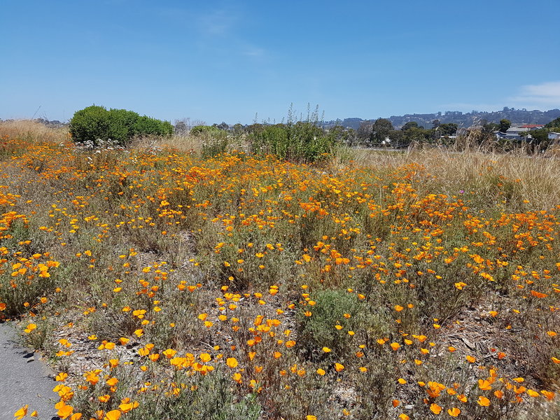 California Poppies next to the trail