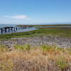 Marsh with San Francisco peeking out from the fog