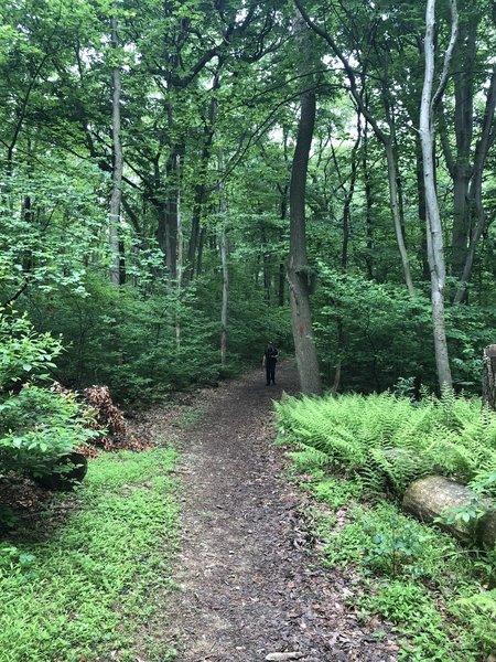 Typical trail conditions along the Oak Loop Trail