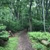 Typical trail conditions along the Oak Loop Trail