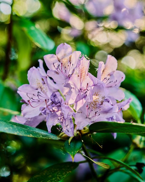 The trail connects with Bellevue Botanical Gardens, which is a fantastic year-round garden.