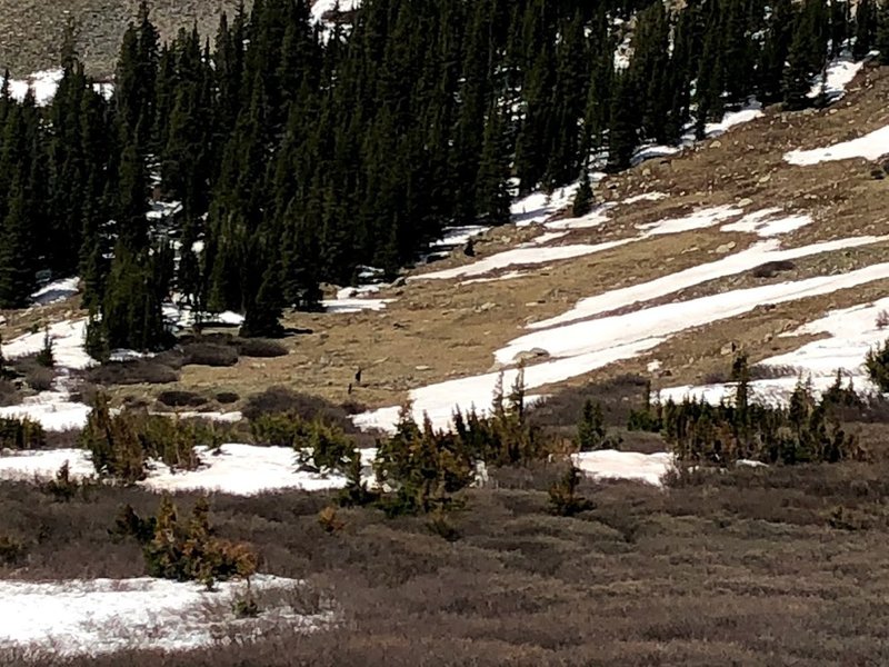 Snow coverage at 11,600 feet, and moose in the center.