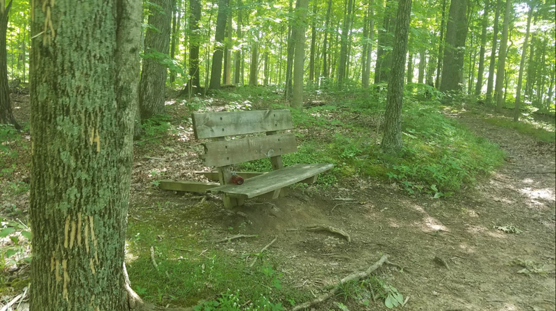 The only bench on Old Forest Trail