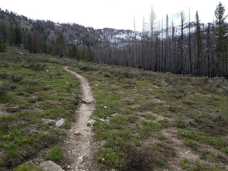 View of trail nearing summit of Jennie Lake Trail.